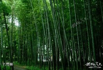 汉中偃水山庄-竹林照片