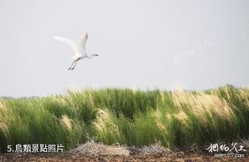 黑龍江雁窩島旅遊度假區-鳥類照片