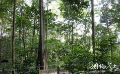 新加坡旅遊攻略之英比亞山天然保護區