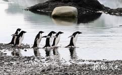 南極半島旅遊攻略之尖凸企鵝