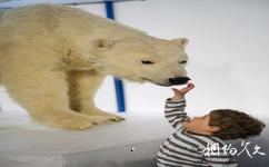 芬兰北极中心和拉普兰省立博物馆旅游攻略之北极熊