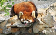 扬州茱萸湾公园旅游攻略之小熊猫