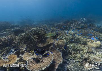 伊利特夫人島海底風光-珊瑚照片