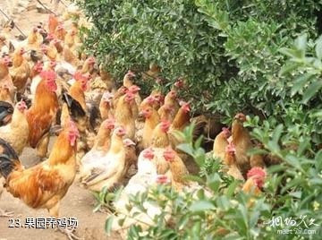 安徽禾泉农庄-果园养鸡场照片