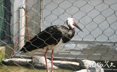 温州动物园旅游攻略之丹顶鹤