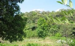 海南大田國家級自然保護區旅遊攻略之植物資源