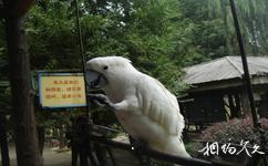 武汉东湖鸟语林旅游攻略之迎宾鹦鹉