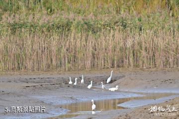 盤錦繞陽灣景區-鳥類照片