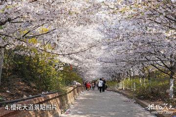 濱州鄒平櫻花山風景區-櫻花大道照片