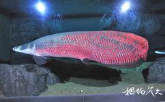 上海海洋水族館旅遊攻略之巨骨舌魚