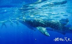 菲律宾杜马盖地旅游攻略之鲸鲨浮潜