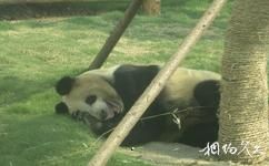 临沂动植物园旅游攻略之大熊猫馆