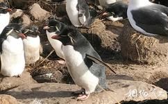 西點島旅遊攻略之跳岩企鵝