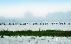 泗洪洪澤湖濕地旅遊攻略之白鷺湖