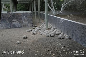 厄瓜多尔加拉帕戈斯群岛-乌龟繁育中心照片