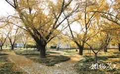 泰兴国家古银杏公园旅游攻略之千年银杏