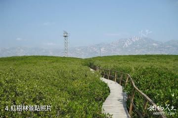 福建漳江口紅樹林國家級自然保護區-紅樹林照片
