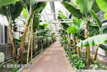 鶴崗寶泉嶺現代農業生態園-香蕉連廊照片