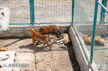 新疆天山野生動物園-虎館照片