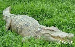 深圳野生動物園旅遊攻略之龜蛇島