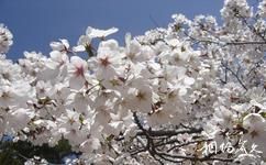 大连龙王塘樱花园旅游攻略之白色樱花