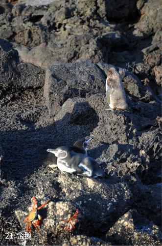 厄瓜多尔加拉帕戈斯群岛-企鹅照片
