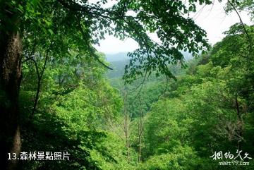 梅河口雞冠山景區-森林照片