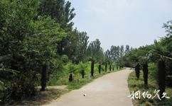 許昌禹州森林植物園旅遊攻略之森林