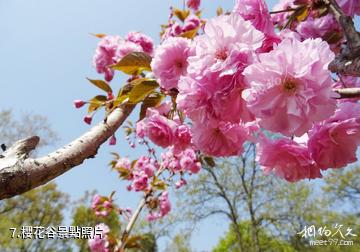 南京平山森林公園-櫻花谷照片