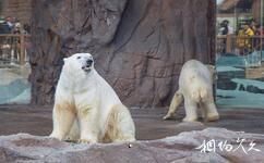 珠海長隆海洋王國旅遊攻略之北極熊館