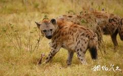 肯亞安博塞利國家公園旅遊攻略之鬣狗