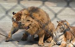 福州动物园旅游攻略之猛兽区