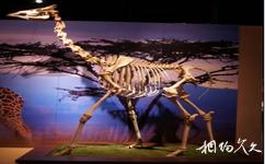 大连生命奥秘博物馆旅游攻略之长颈鹿骨骼