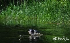 加拿大安大略市里多运河旅游攻略之河中岩石上的小龟