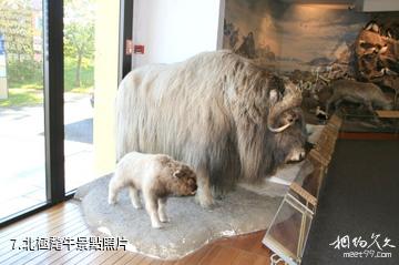 奧斯陸弗拉姆（前進號）博物館-北極氂牛照片