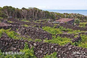 葡萄牙皮庫島葡萄園文化景觀-葡萄園照片