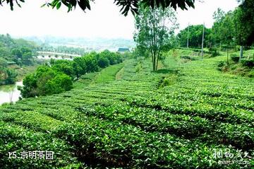 揭阳京明温泉度假村-京明茶园照片