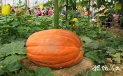 青岛蔬菜科技示范园旅游攻略之日本现代温室
