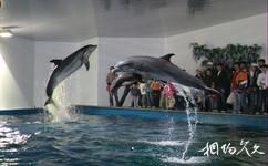 荣成神雕山野生动物园旅游攻略之海豚表演