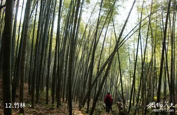 瑞安顺泰青云谷-竹林照片