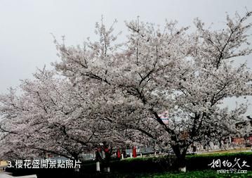 欒城櫻花公園-櫻花盛開照片