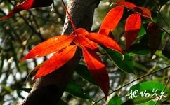 温州仙岩旅游攻略之红枫