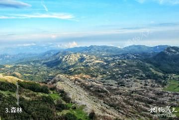 黑山洛夫琴国家公园-森林照片