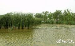 德州四女寺旅游攻略之湿地公园