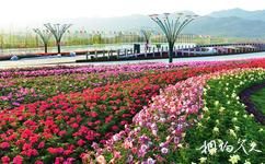 青島百果山世界園藝博覽會旅遊攻略之鮮花大道軸