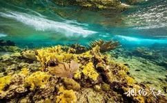 基里巴斯圣诞岛旅游攻略之珊瑚