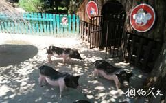 瀋陽森林動物園旅遊攻略之小動物村