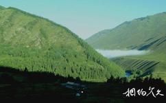 青河天林岛度假村旅游攻略之天然杨树林