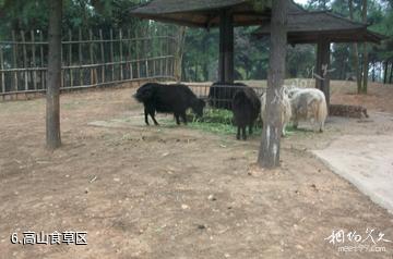 长沙生态动物园-高山食草区照片