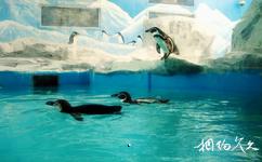 北京動物園旅遊攻略之企鵝館